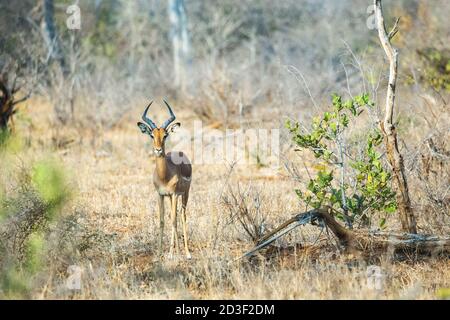 Wunderschönes junges Impala Männchen, das zwischen Bäumen und Sträuchern in einer südafrikanischen Landschaft steht. Flügelig in Richtung Kamera. Stockfoto