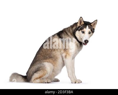 Hübsche junge Erwachsene Husky Hund, sitzend Seitenwege. Blick auf die Kamera mit hellblauen Augen. Isoliert auf weißem Hintergrund. Stockfoto