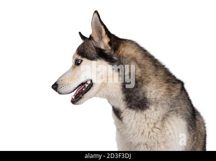 Profilkopfaufnahme eines ziemlich jungen erwachsenen Husky-Hundes, sitzend Seitenwege. Blick geradeaus mit hellblauen Augen. Isoliert auf weißem Hintergrund. Stockfoto