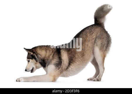 Hübsche junge Erwachsene Husky Hund, verbeugte Seitenwege. Blick auf die Kamera mit hellblauen Augen. Isoliert auf weißem Hintergrund. Stockfoto