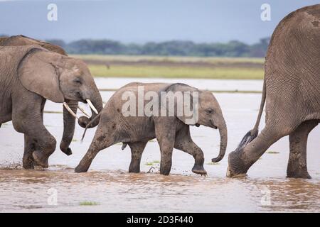 Kleiner Elefant überquert Wasser mit seiner Familie von Elefanten in Amboseli Nationalpark in Kenia Stockfoto