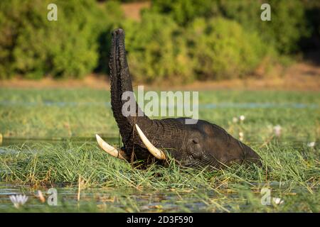 Elefant steht im Wasser umgeben von grünem Gras mit seinen Stamm im Chobe River in Botswana aufgezogen Stockfoto