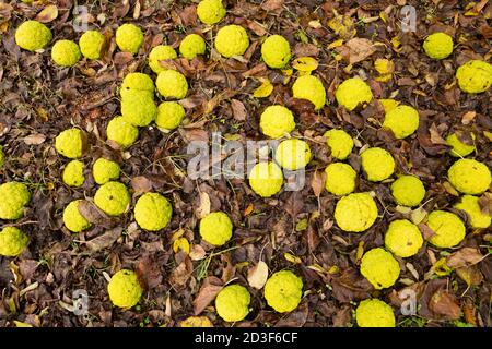 Maclura pomifera Baumfrüchte auf dem Boden, gemeinhin als Osage Orange, Hecke Apfel, Pferd Apfel, Affenball. Stockfoto