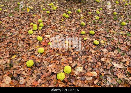 Maclura pomifera Baumfrüchte auf dem Boden, gemeinhin als Osage Orange, Hecke Apfel, Pferd Apfel, Affenball. Stockfoto