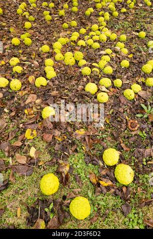 Maclura pomifera Baumfrüchte auf dem Boden, gemeinhin als Osage Orange, Hecke Apfel, Pferd Apfel, Affenball. Stockfoto