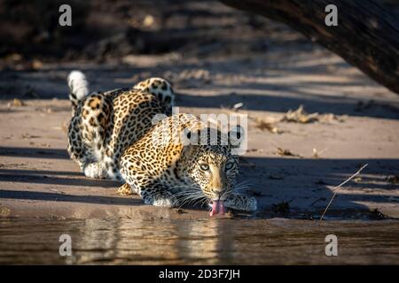 Leopard hocken am Rande des Wassertrinkens in Chobe Fluss in Botswana Stockfoto