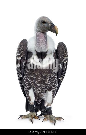 Der Greifgeier des jungen Erwachsenen Rüppell sitzt mit dem ganzen Körper nach vorne. Kopf nach oben und 45 Grad zur Seite gedreht. Isoliert auf weißem Hintergrund. Stockfoto