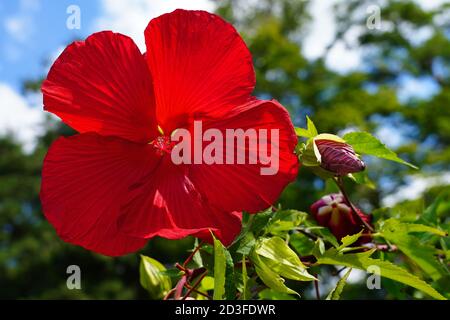 Riesige Essteller mehrjährige Hibiscus Rose Malbe Blume Stockfoto