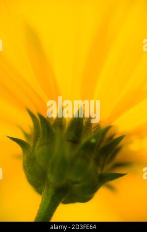 Jerusalem Artischocke, Helianthus tuberosus, auch Sonnenwurzel, Sonnenwurzel, Erdapfel oder Topinambour genannt Stockfoto