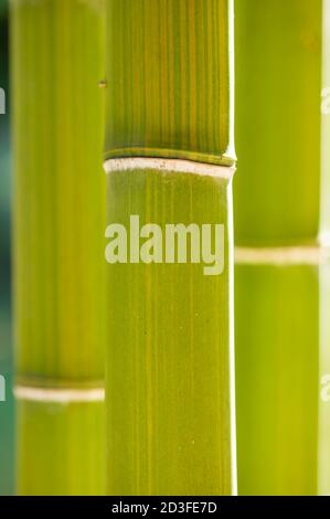 Bambus, Bambuseae, Stamm der blühenden mehrjährigen immergrünen Pflanzen in der Grasfamilie Poaceae Stockfoto