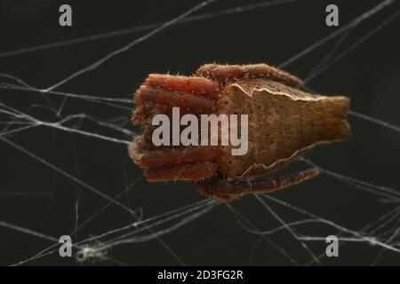 Doppelschwanzspinne (Cyrtophora exanthematica) Stockfoto