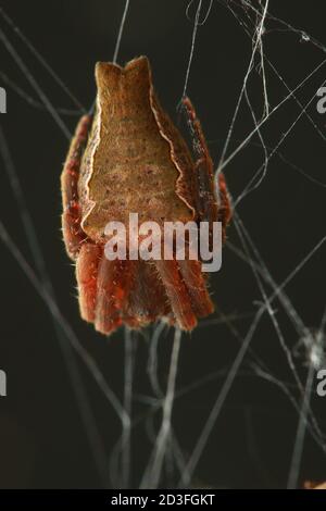 Doppelschwanzspinne (Cyrtophora exanthematica) Stockfoto