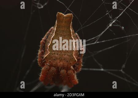 Doppelschwanzspinne (Cyrtophora exanthematica) Stockfoto