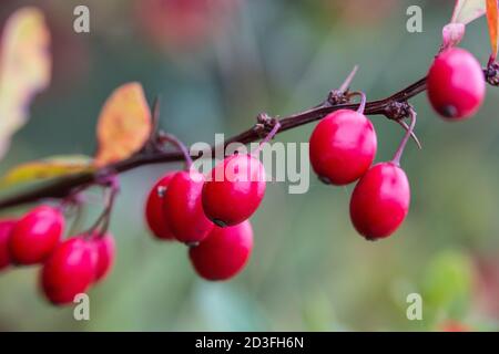 Nahaufnahme von roten reifen Beerenfrüchten auf dem Ast. Stockfoto