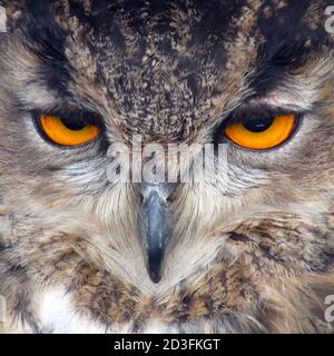 Eurasische Adler-Eule Stockfoto