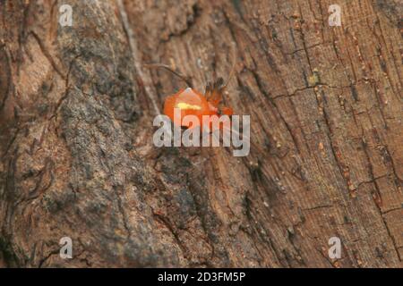 Kamm-footed Spider, wahrscheinlich Argyrodes Stockfoto