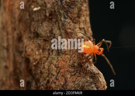 Kamm-footed Spider, wahrscheinlich Argyrodes Stockfoto