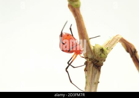 Kamm-footed Spider, wahrscheinlich Argyrodes Stockfoto