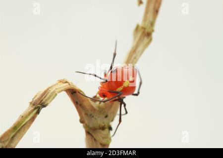 Kamm-footed Spider, wahrscheinlich Argyrodes Stockfoto