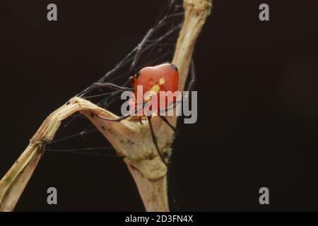 Kamm-footed Spider, wahrscheinlich Argyrodes Stockfoto