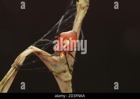 Kamm-footed Spider, wahrscheinlich Argyrodes Stockfoto