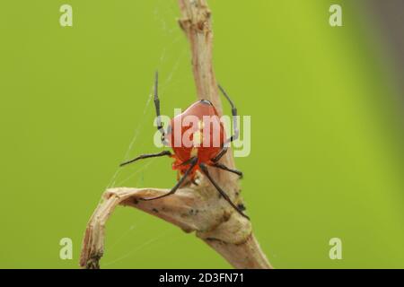 Kamm-footed Spider, wahrscheinlich Argyrodes Stockfoto