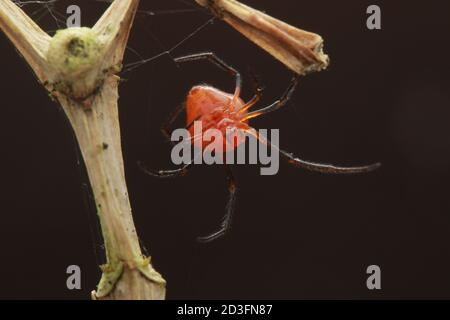 Kamm-footed Spider, wahrscheinlich Argyrodes Stockfoto