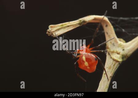 Kamm-footed Spider, wahrscheinlich Argyrodes Stockfoto