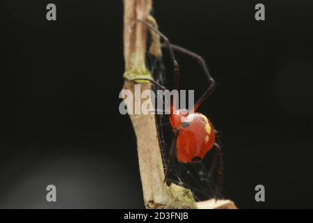 Kamm-footed Spider, wahrscheinlich Argyrodes Stockfoto