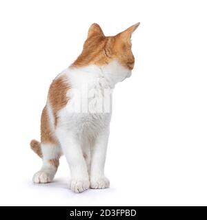 Niedliche junge rote mit weißen nicht Rasse Katze, stehen nach vorne. Der Kopf drehte sich um und schaute dahinter. Isoliert auf weißem Hintergrund. Stockfoto