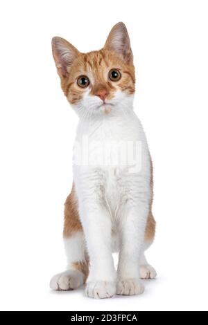 Niedliche junge rote mit weißen nicht Rasse Katze, sitzen nach vorne. Blick auf die Kamera mit süßen braunen Augen. Isoliert auf weißem Hintergrund. Stockfoto