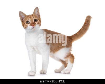 Niedliche junge rot mit weißen nicht Rasse Katze, stehende Seitenwege. Blick auf die Kamera mit süßen braunen Augen. Isoliert auf weißem Hintergrund. Der Schwanz ist heftig Stockfoto