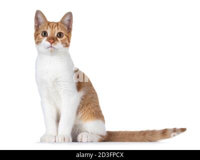 Niedliche junge rot mit weißen nicht Rasse Katze, sitzen Seitenwege. Blick auf die Kamera mit süßen braunen Augen. Isoliert auf weißem Hintergrund. Schweif daneben Stockfoto