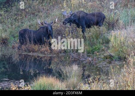 Ein Paar Bullenelche an einem Teich, Big Cottonwood Canyon, Wasatch Mountains, Utah Stockfoto