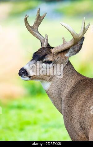Alaska-Männchen sitka Schwarzer Schwanz Hirsch Nahaufnahme Porträt im Sommer Stockfoto