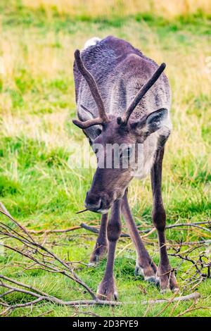Nahaufnahme des weiblichen Karibus-Portraits im Alaska National Park in Sommer Stockfoto