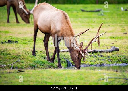 Männliche Stierelwelk Trinkwasser im Alaska Nationalpark in der Nähe Im Herbst Stockfoto