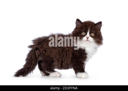 Liebenswert braun mit weißen flauschigen britischen Langhaar Katze Kätzchen, stehende Seitenwege. Blick auf die Kamera mit runden Augen. Isoliert auf weißem Hintergrund. Stockfoto