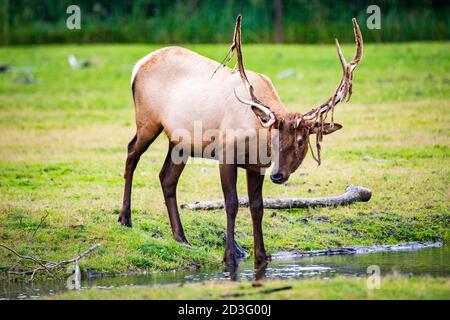 Männliche Stierelwelk Trinkwasser im Alaska Nationalpark in der Nähe Im Herbst Stockfoto