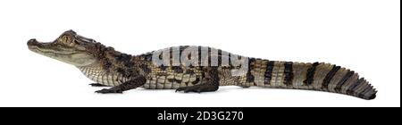 Junge, einjährige Spectacled Caiman Krokodil, stehend Seitenwege. Mund geschlossen. Isoliert auf weißem Hintergrund. Stockfoto