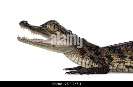 Kopfaufnahme des jungen, einjährigen Spectacled Caiman Krokodils, stehend Seitenwege. Mund offen. Isoliert auf weißem Hintergrund. Stockfoto