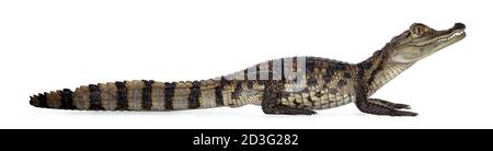 Junge, einjährige Spectacled Caiman Krokodil, stehend Seitenwege. Mund geschlossen. Isoliert auf weißem Hintergrund. Stockfoto