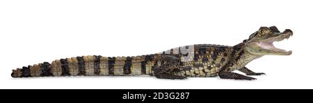 Junge, einjährige Spectacled Caiman Krokodil, stehend Seitenwege. Mund offen. Isoliert auf weißem Hintergrund. Stockfoto