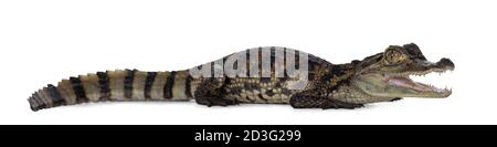 Junge, einjährige Spectacled Caiman Krokodil, stehend Seitenwege. Mund offen. Isoliert auf weißem Hintergrund. Stockfoto