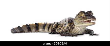 Junge, einjährige Spectacled Caiman Krokodil, stehend Seitenwege. Mund offen. Isoliert auf weißem Hintergrund. Stockfoto
