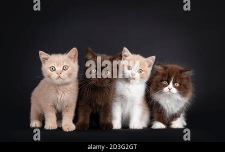 Reihe von vier niedlichen britischen Langhaar- und Kurzhaar-Kätzchen, die nebeneinander am Rand sitzen. Blick auf die Kamera. Isoliert auf schwarzem Hintergrund. Stockfoto