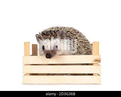 Niedliches Baby African Pygme Igel, sitzt in kleinen Holzkiste. Kopf gedreht und Blick auf die Kamera. Isoliert auf weißem Hintergrund. Stockfoto