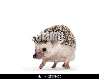 Niedliche Erwachsene afrikanische Pygme Igel, zu Fuß nach vorne schauen geradeaus. Isoliert auf weißem Hintergrund. Stockfoto