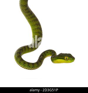 Nahaufnahme von braun gefleckten grünen Pitviper oder Pit Viper, hängend. Hohe Detailgenauigkeit. Isoliert auf weißem Hintergrund. Stockfoto