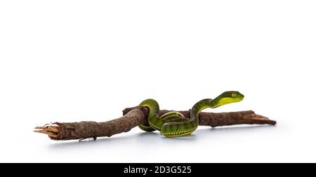 Braun getupft grünen Pitviper oder Grubenviper, über Holzzweig bewegen. Hohe Detailgenauigkeit. Isoliert auf weißem Hintergrund. Stockfoto